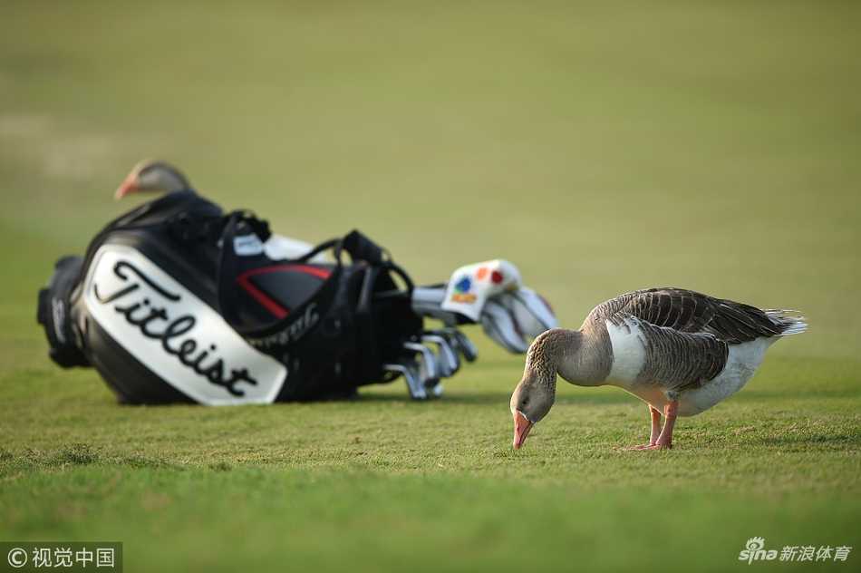 一只机灵的沙漠小狐狸凑近高尔夫球包，仿佛在挑选最趁手的‘球杆’